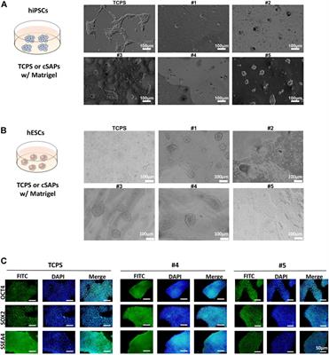 Colloidal Self-Assembled Patterns Maintain the Pluripotency and Promote the Hemopoietic Potential of Human Embryonic Stem Cells